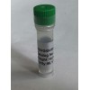 -Amyloid Peptide (1-42), rat  107761-42-2
